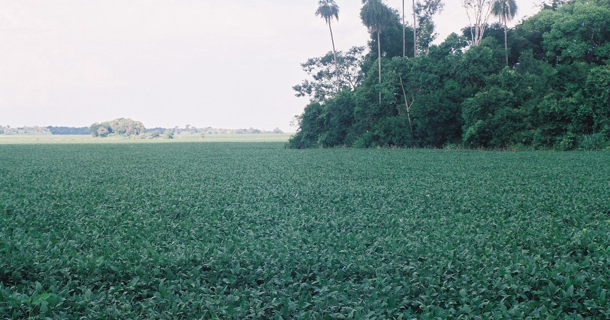 Plantación de soja en Santa Rita, Alto Paraná