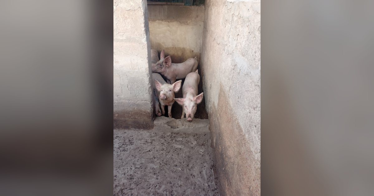 Cerdos en un corral de una granja de cría
