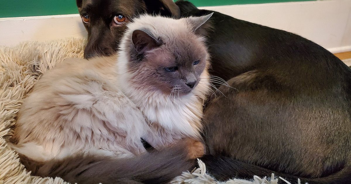 Un perro y un gato descansan juntos en una cama para mascotas