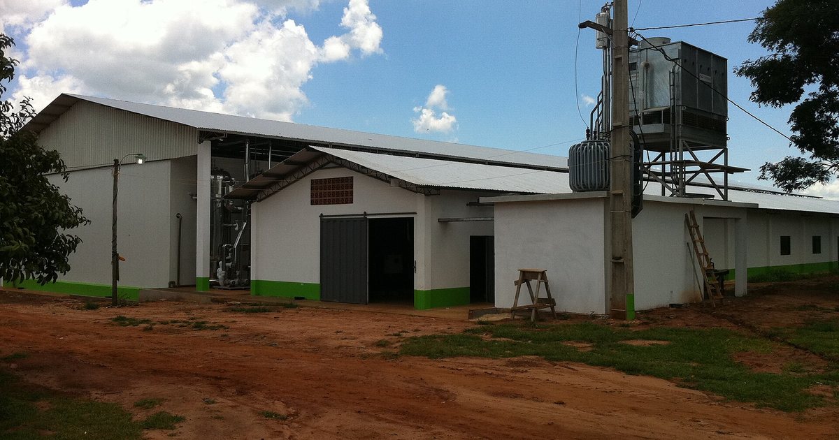 Planta de faena de pollos en J. Eulogio Estigarribia (Campo 9), departamento de Caaguazú