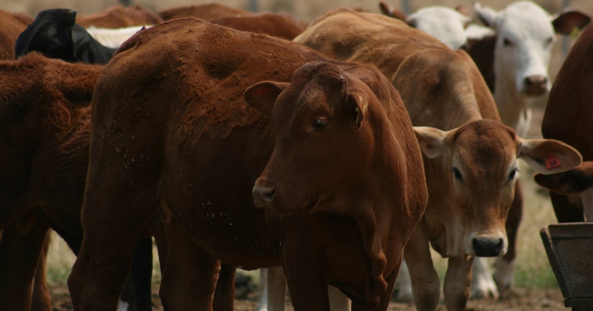 Ganado vacuno en un corral de una estancia ganadera del Paraguay