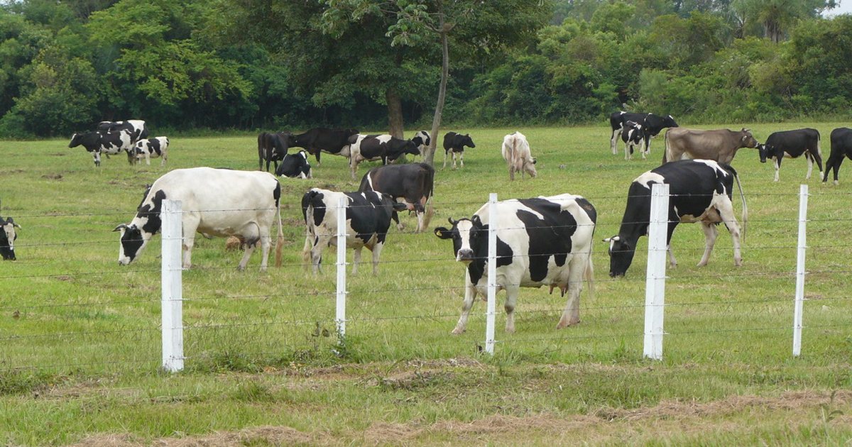 Vacas lecheras holando pastando en un establecimiento de Paraguay