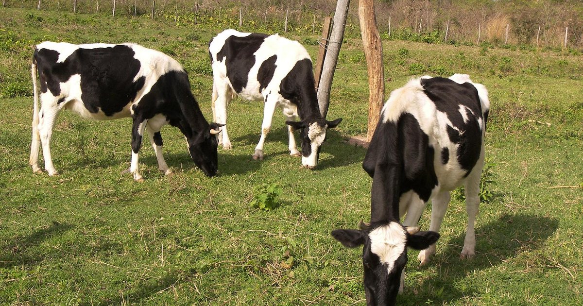 Vacas pastando en un campo de 25 de Diciembre, departamento de San Pedro