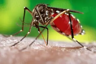 Foto: Centers for Disease Control and Prevention / rawpixel · CC0