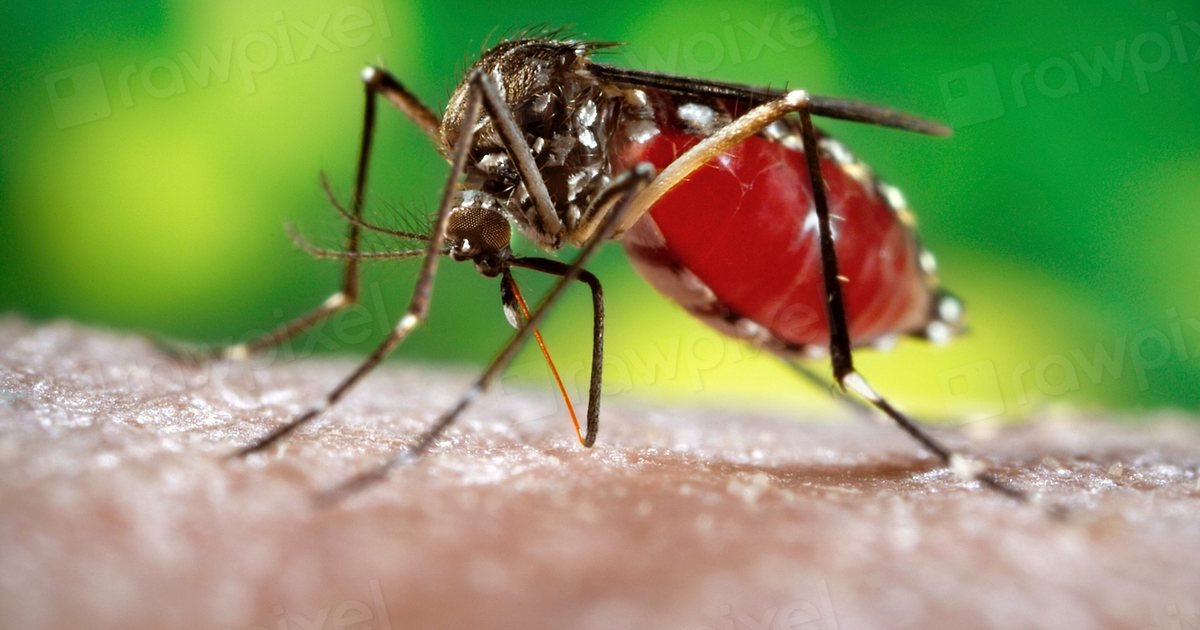 Mosquito Aedes aegypti, transmisor del dengue