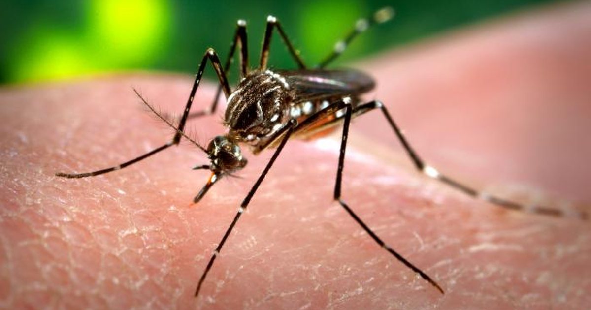 Mosquito Aedes aegypti, transmisor del dengue, sobre la piel