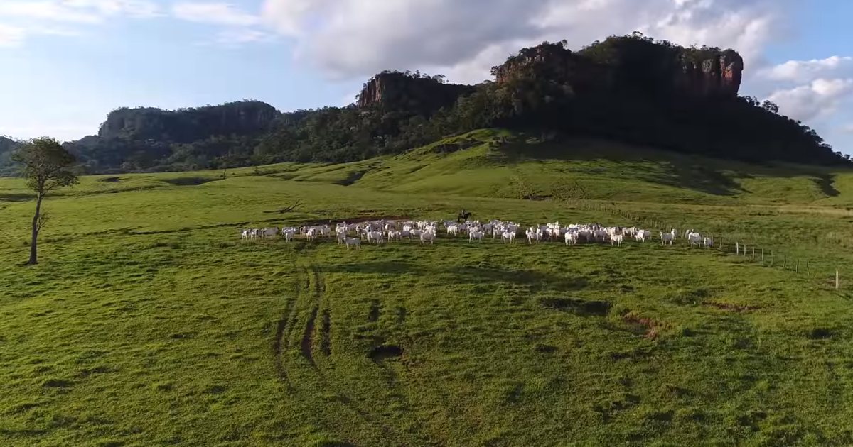 Ganado en un campo con cerros del Amambay, cerca de Pedro Juan Caballero