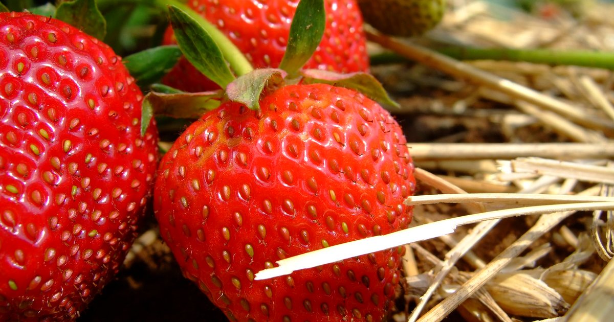 Frutillas en una plantación