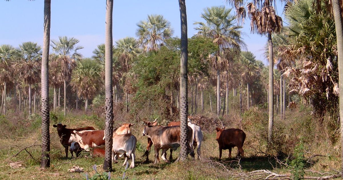 Ganado vacuno entre palmares en una estancia de Presidente Hayes, en el Chaco paraguayo