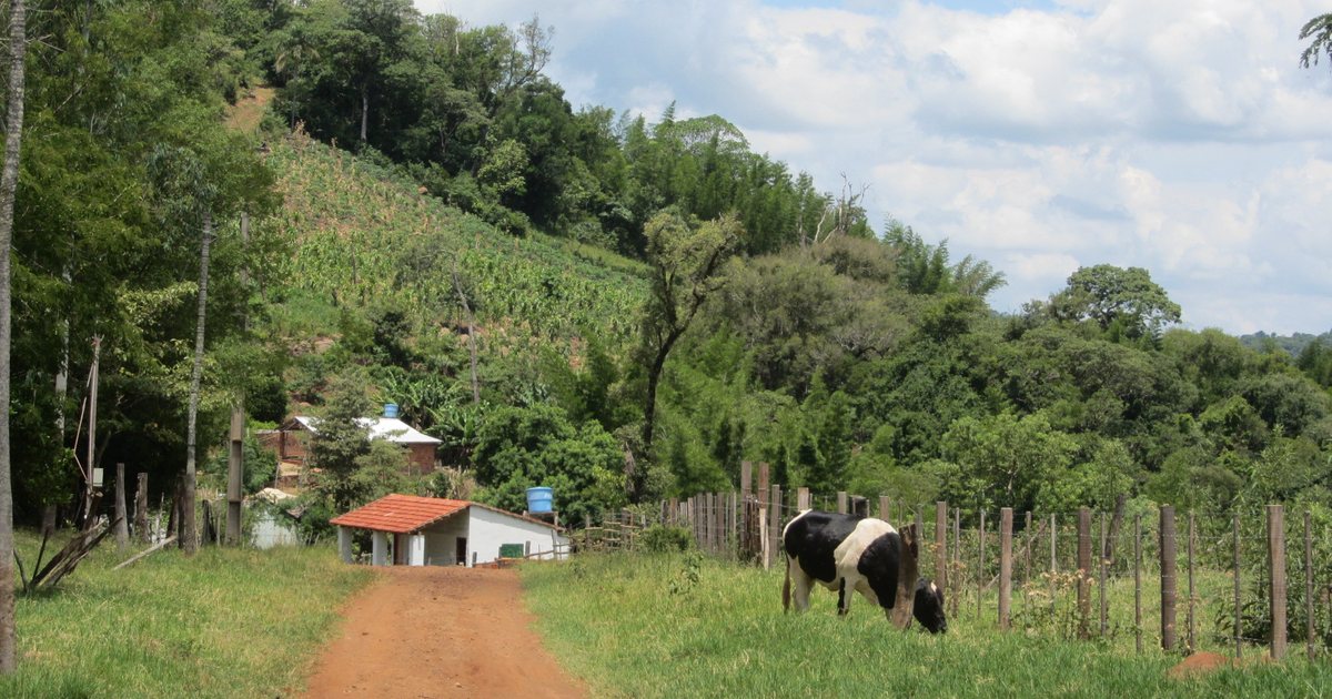 Una finca familiar con una vaca y mandiocales en la ladera, en el camino al cerro Akatí, en Guairá