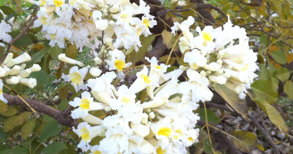Ramas de un lapacho blanco en plena floración, con flores blancas de centro amarillo