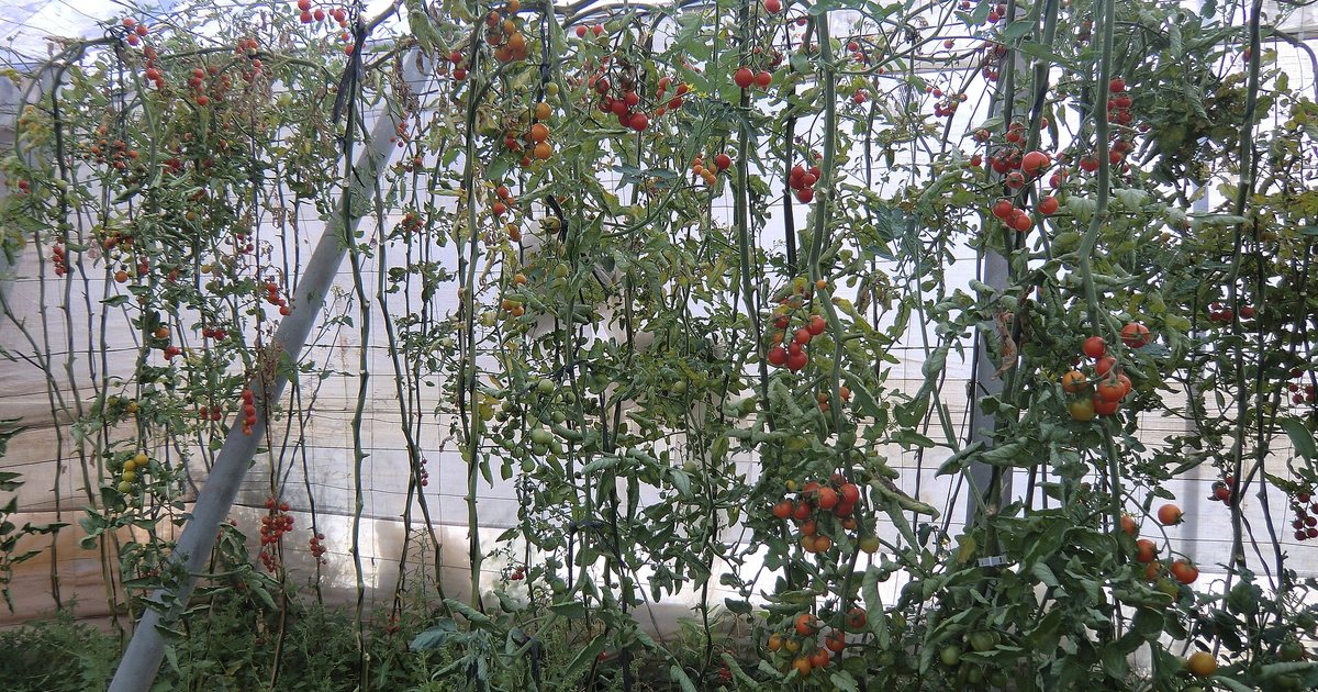 Plantas de tomate con frutos dentro de un invernadero cubierto con plástico