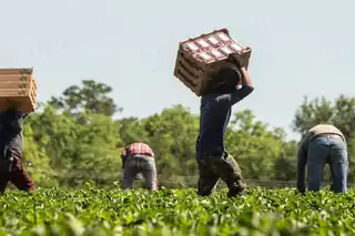 Foto: U.S. Department of Agriculture / rawpixel · CC0