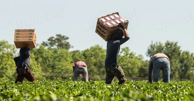 Foto: U.S. Department of Agriculture / rawpixel · CC0