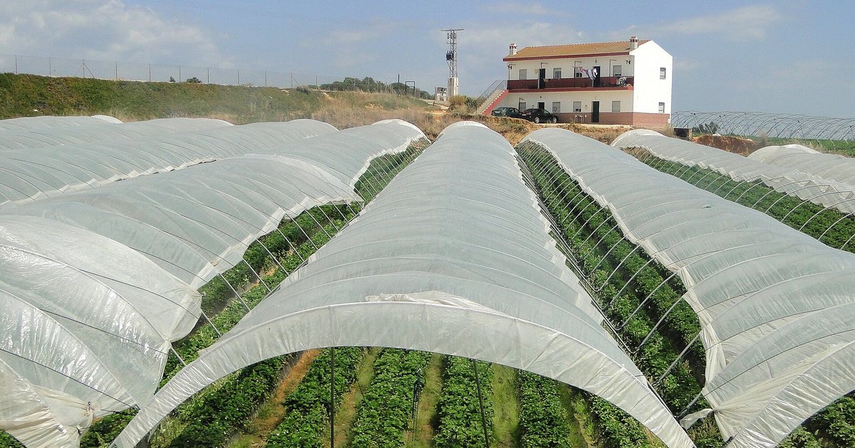 Túneles de plástico con plantas de frutilla en una finca agrícola de España