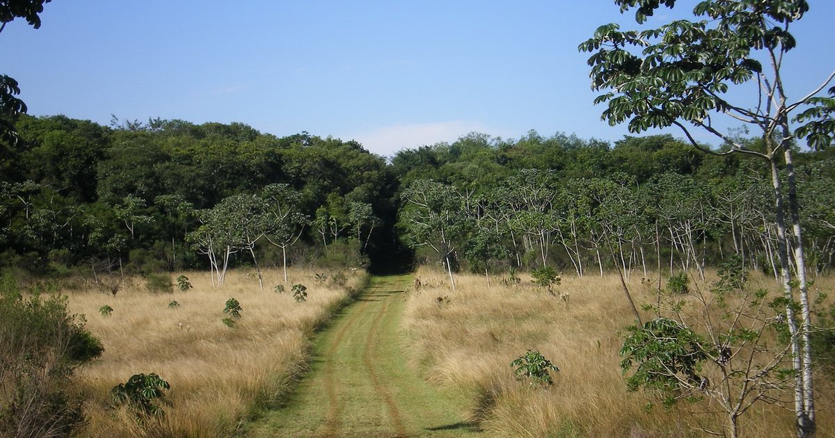 Camino entre pastizales hacia el monte de la Reserva Natural Pikyry, en Santa Fe del Paraná, Alto Paraná