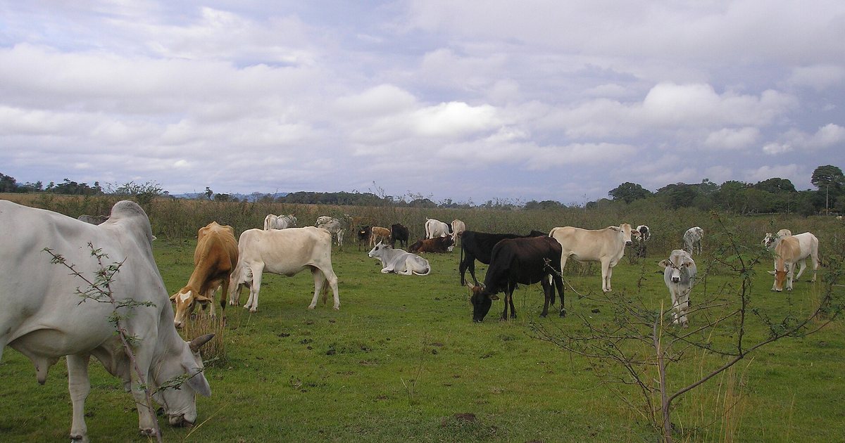 Ganado vacuno en un campo de 25 de Diciembre, departamento de San Pedro