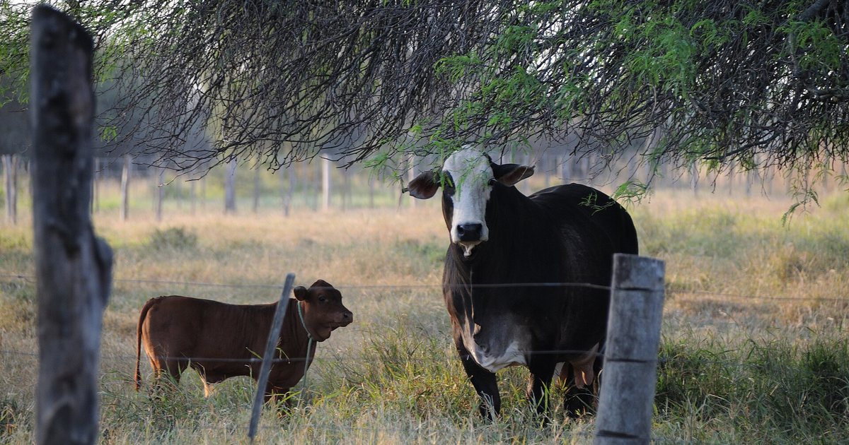 Ganado vacuno en un establecimiento de Iparoma, en el Chaco paraguayo