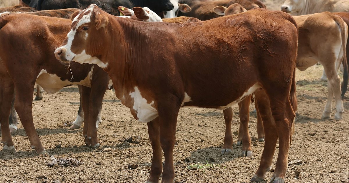 Ganado vacuno en el corral de una estancia del Paraguay